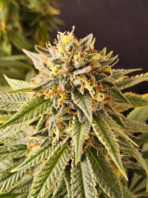 Bubba Seedsman. Week 16