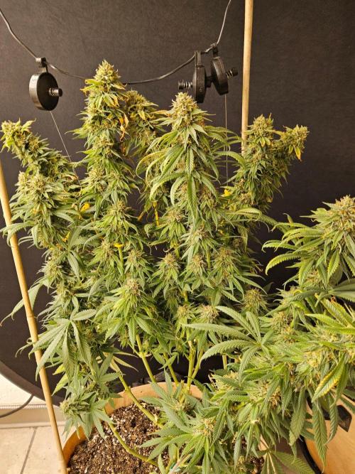 Bubba Seedsman. Week 16