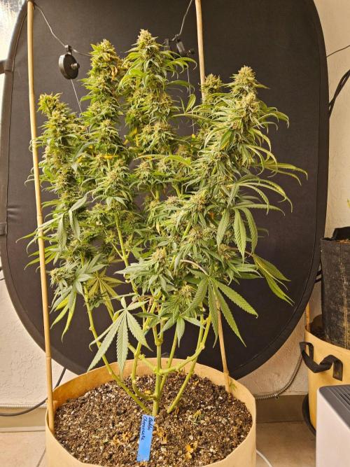 Bubba Seedsman. Week 16