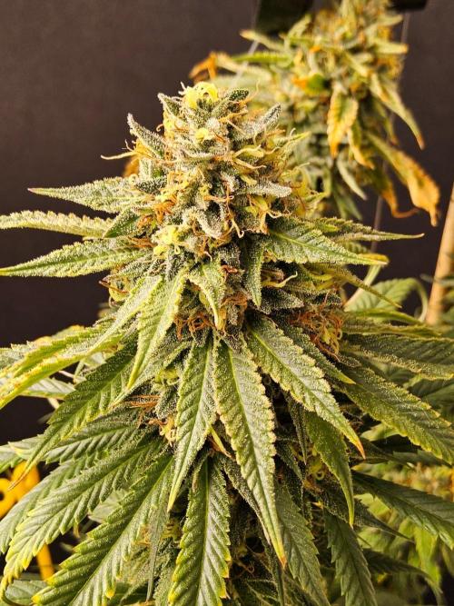 Bubba Seedsman. Week 16