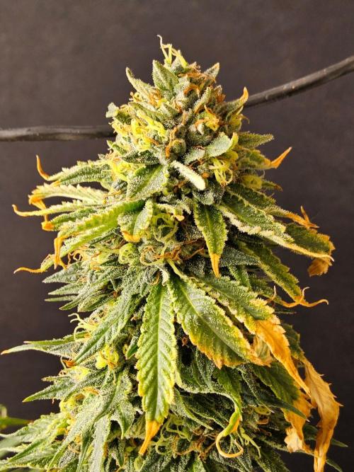 Bubba Seedsman. Week 16