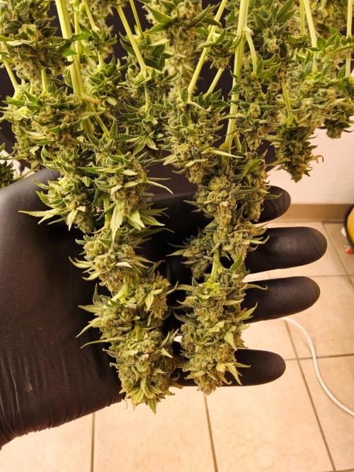 White Widow Plus. Week 16