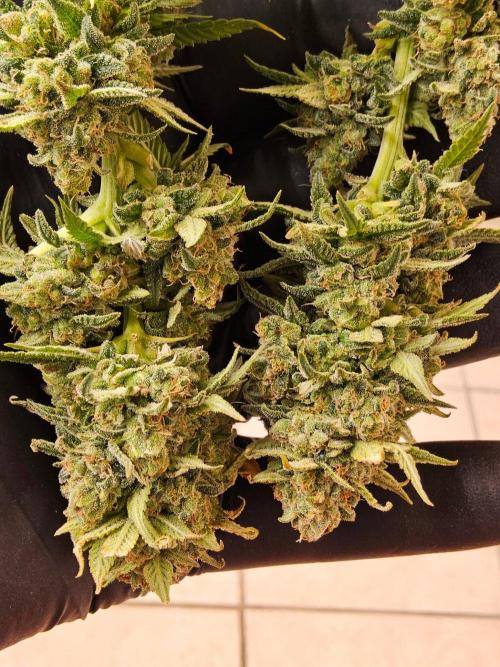 White Widow Plus. Week 16