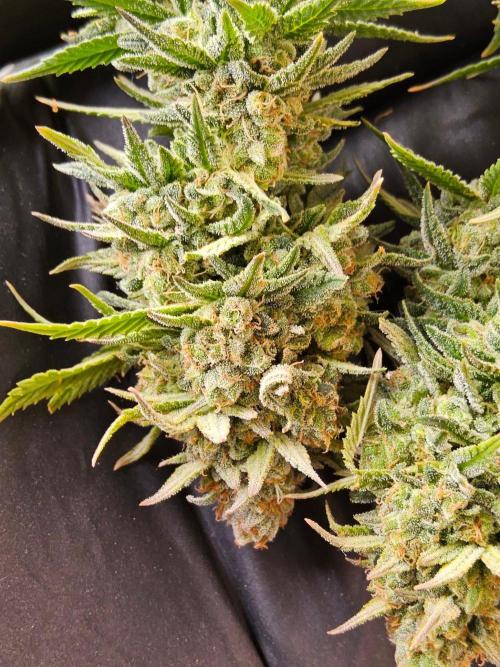 White Widow Plus. Week 16