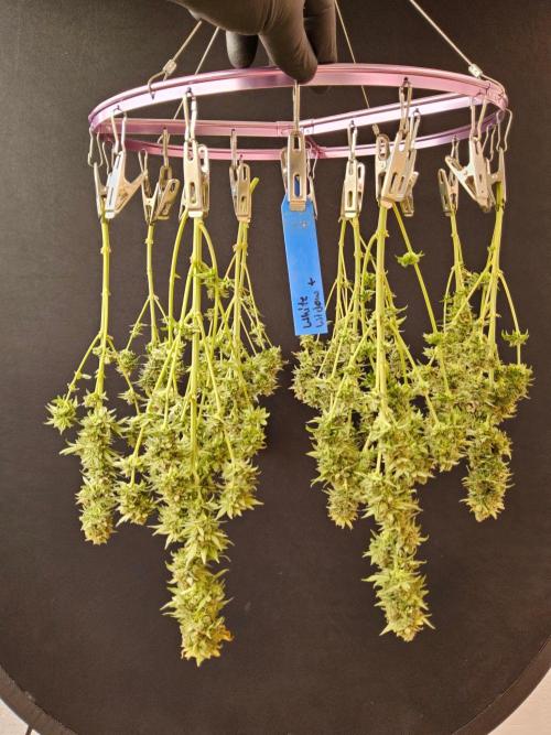 White Widow Plus. Week 16