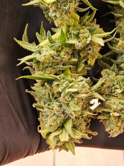 White Widow Plus. Week 16