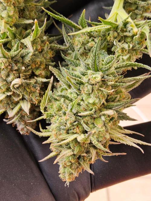 White Widow Plus. Week 16