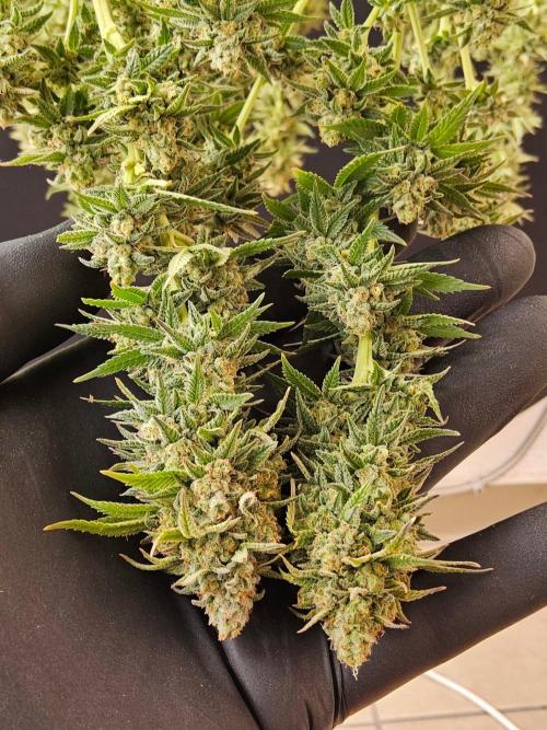 White Widow Plus. Week 16