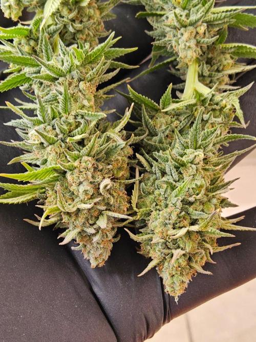 White Widow Plus. Week 16