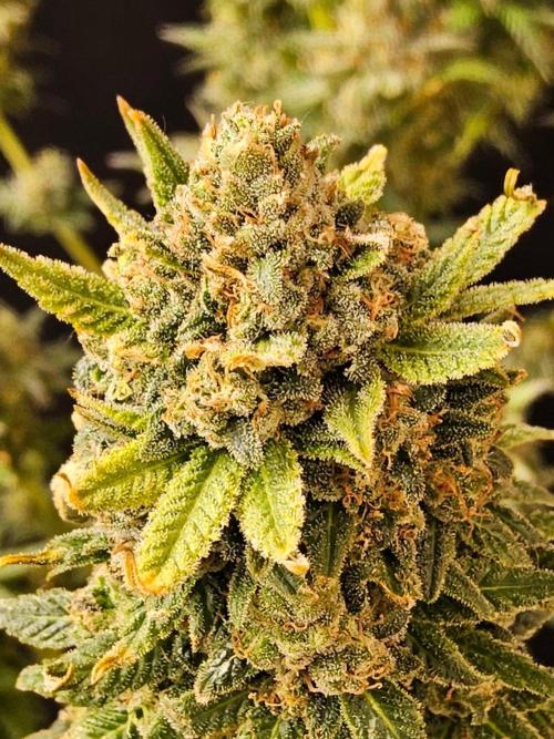 White Widow Plus. Week 16