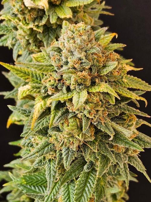 White Widow Plus. Week 16