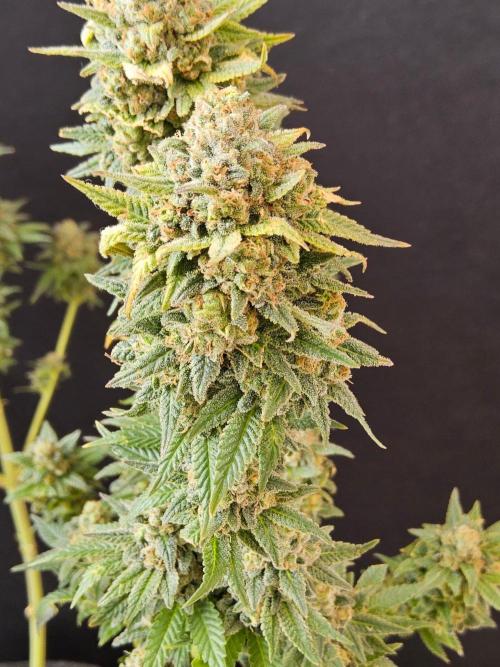 White Widow Plus. Week 16