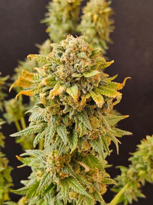 White Widow Plus. Week 16