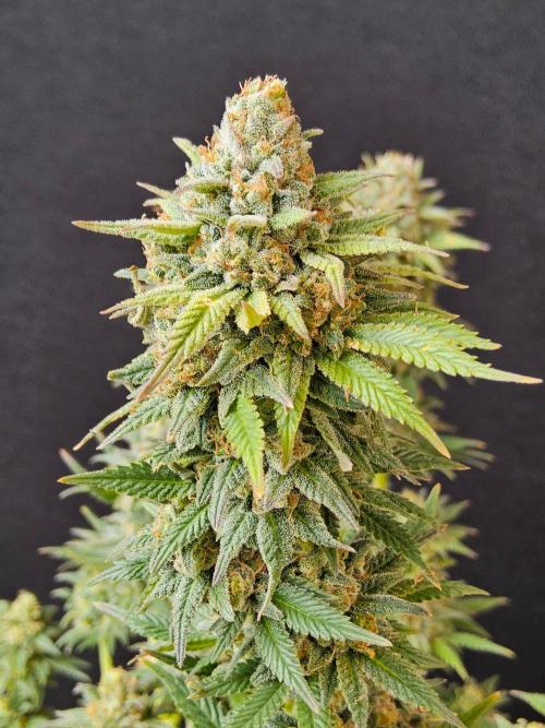White Widow Plus. Week 16