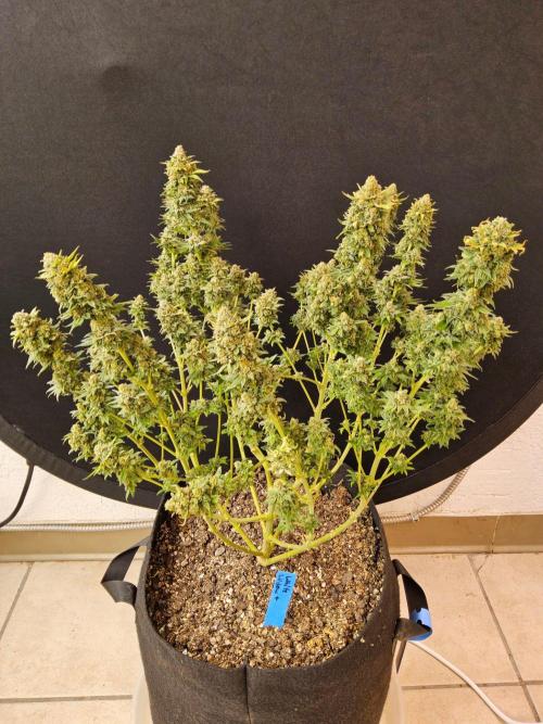 White Widow Plus. Week 16