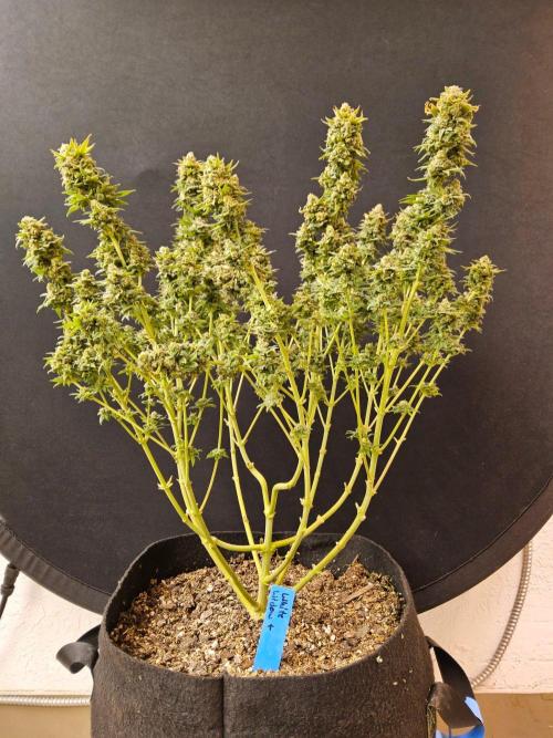 White Widow Plus. Week 16