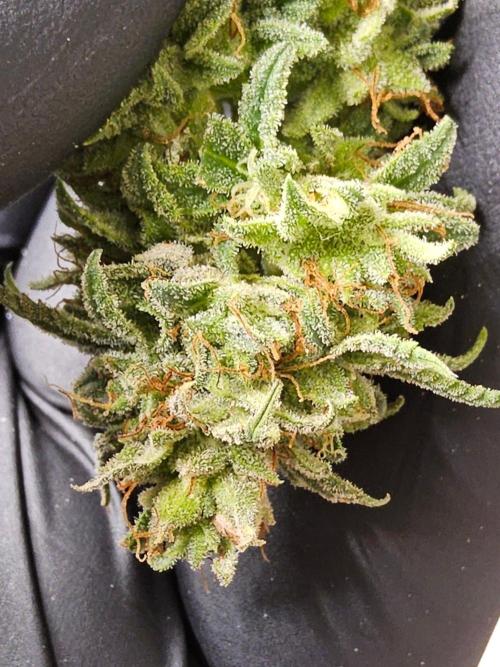 Supreme Roadrunner. Week 16