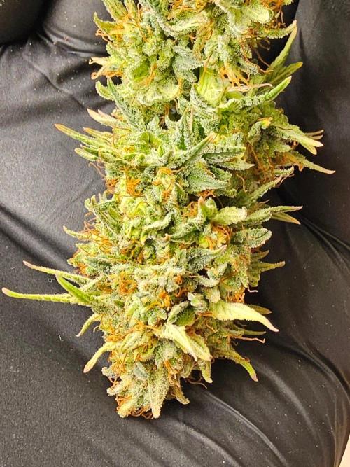 Supreme Roadrunner. Week 16