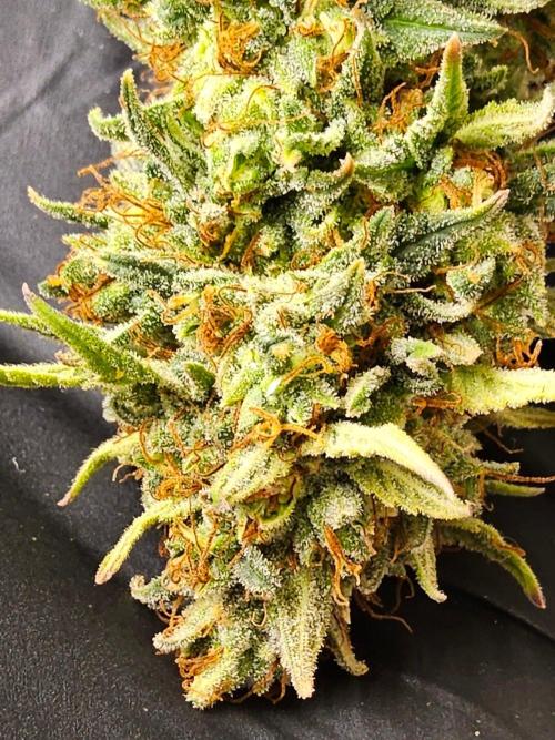 Supreme Roadrunner. Week 16