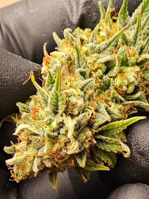 Supreme Roadrunner. Week 16