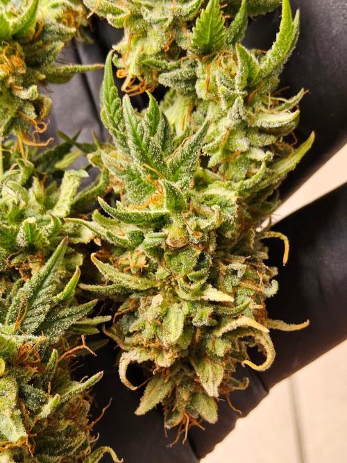 Supreme Roadrunner. Week 16