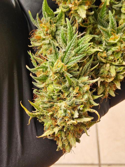 Supreme Roadrunner. Week 16