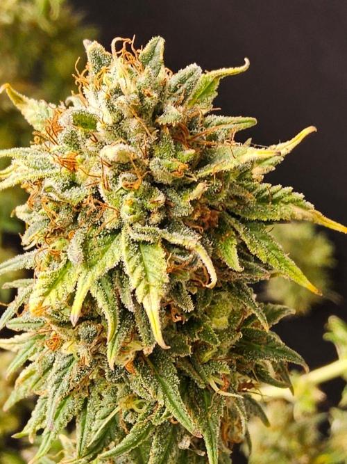 Supreme Roadrunner. Week 16