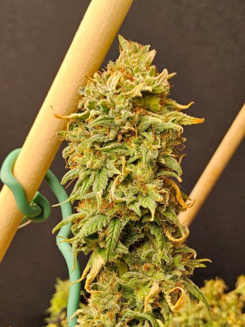 Supreme Roadrunner. Week 16