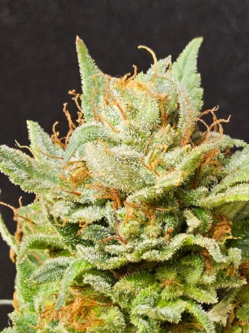Fat Bastard. Week 16