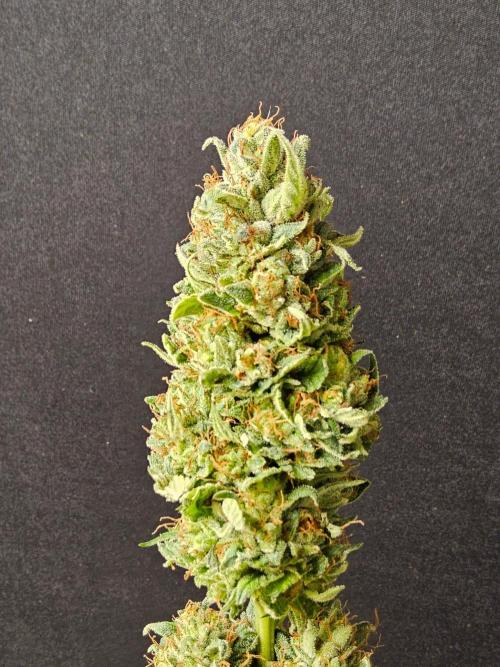 Fat Bastard. Week 16