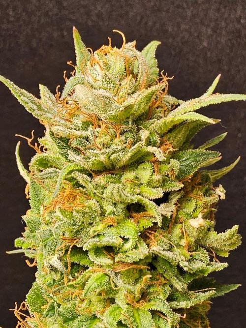 Fat Bastard. Week 16