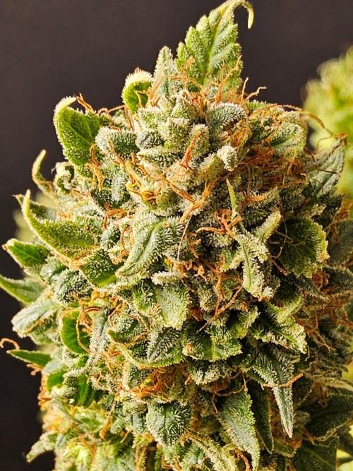 Fat Bastard. Week 16