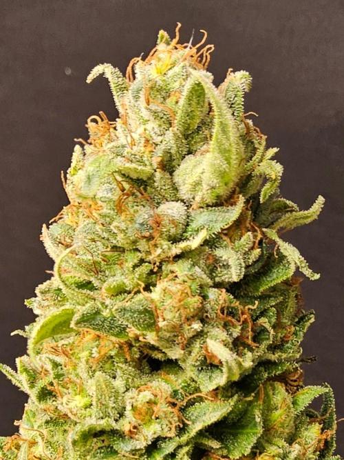Fat Bastard. Week 16