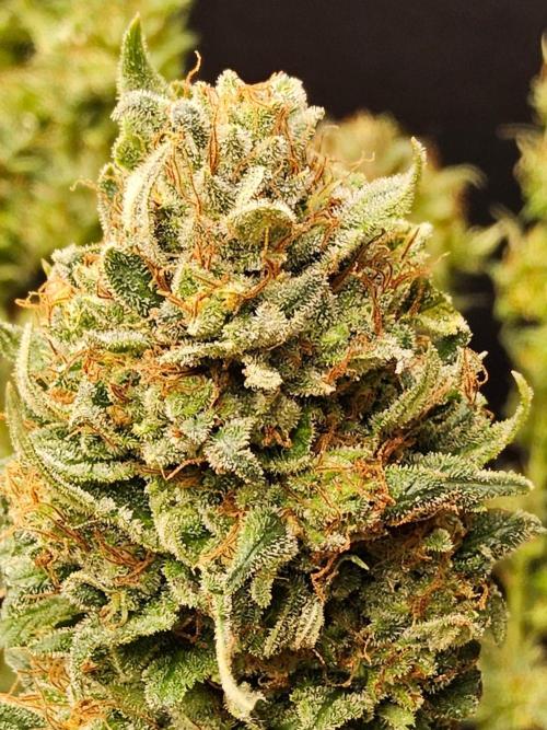 Fat Bastard. Week 16