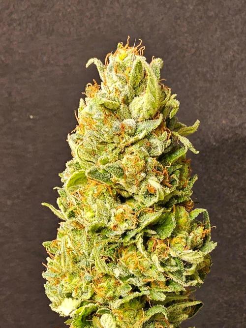 Fat Bastard. Week 16