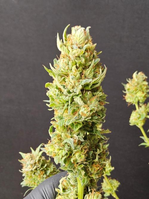 Fat Bastard. Week 16