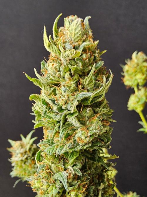 Fat Bastard. Week 16