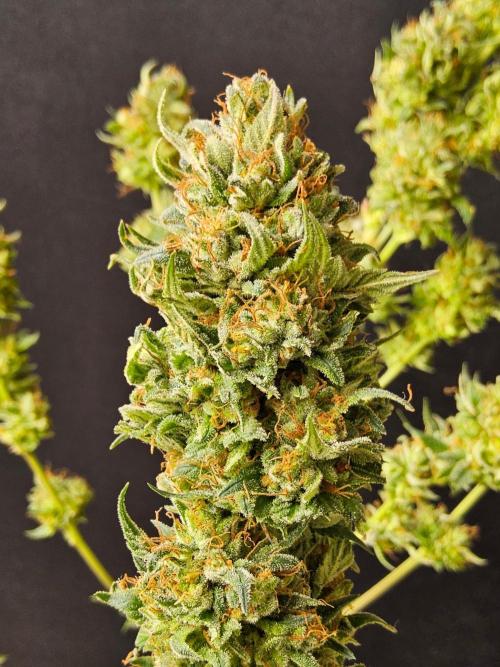 Fat Bastard. Week 16