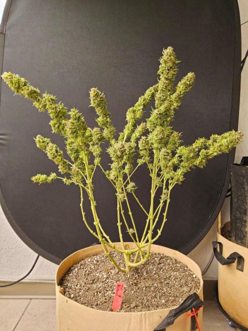 Fat Bastard. Week 16