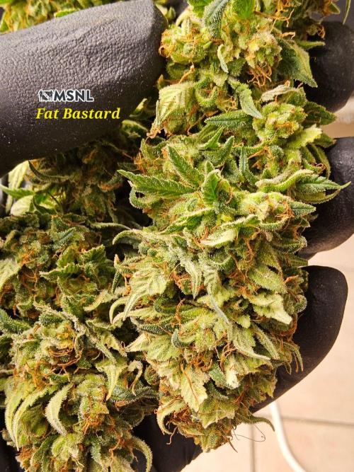 Fat Bastard. Week 17