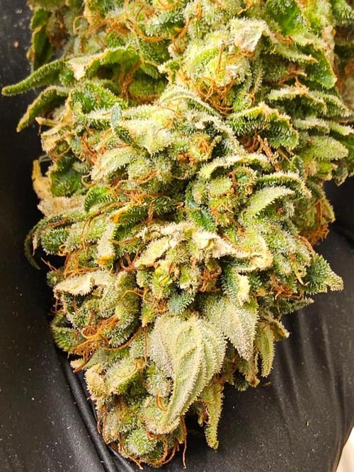 Fat Bastard. Week 17
