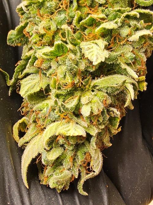 Fat Bastard. Week 17