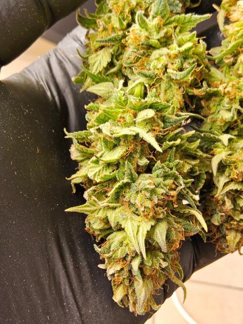 Fat Bastard. Week 17