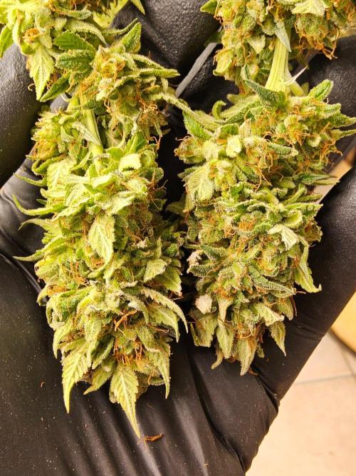 Fat Bastard. Week 17