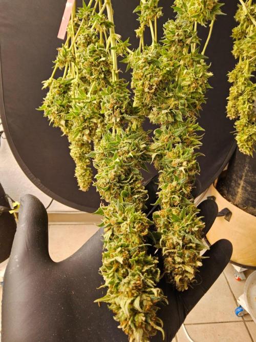 Fat Bastard. Week 17