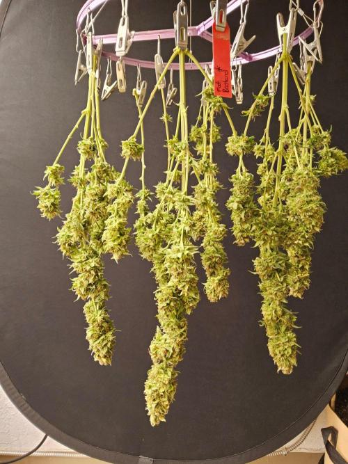 Fat Bastard. Week 17