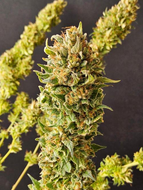 Fat Bastard. Week 17