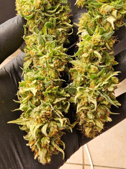 Fat Bastard. Week 17
