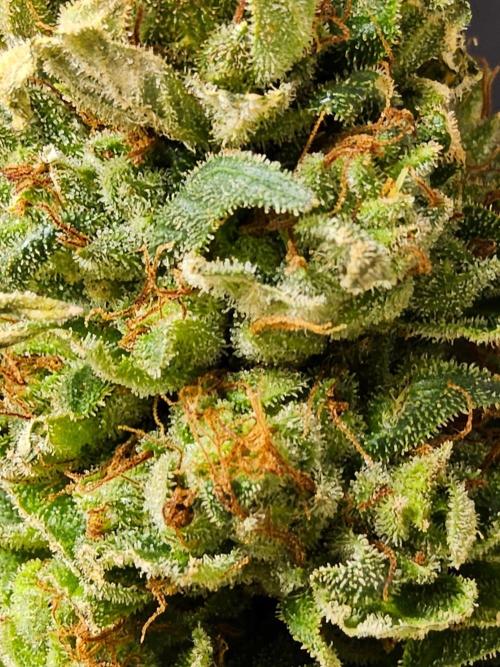 Fat Bastard. Week 17