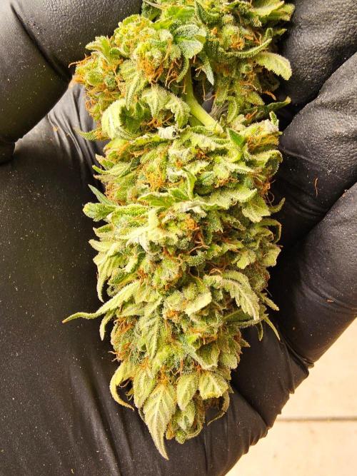Fat Bastard. Week 17